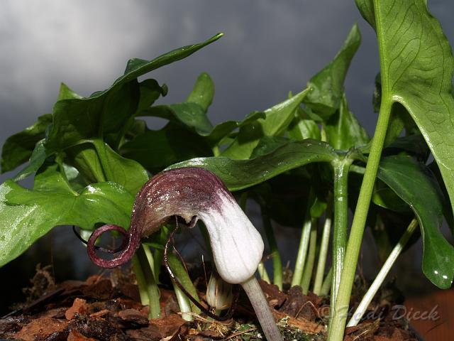 Arisarum proboscideum.JPG - Asarum proboscideum